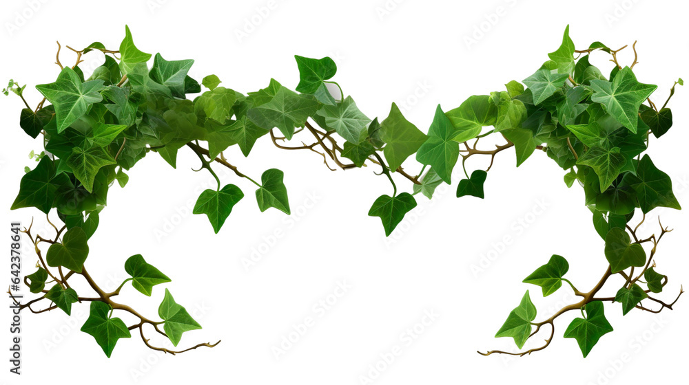 Ivy, ivy branches and ivy tendrilon on transparent background , isolated, png Ivy, ivy branches and ivy tendrilon on transparent background , isolated, png
