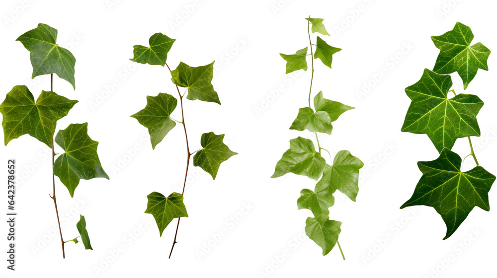 Ivy, ivy branches and ivy tendrilon on transparent background , isolated, png - obrazy, fototapety, plakaty 