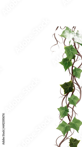 Ivy  ivy branches and ivy tendrilon on transparent background   isolated  png