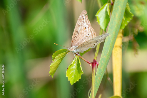 Grey pansy butterfly perched on leaf. Junonia atlites butterflies in morning photo