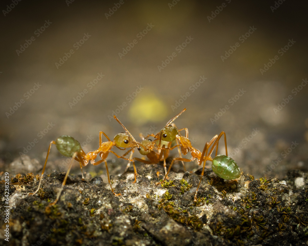 Fototapeta premium Anoplolepis gracilipes macro shot