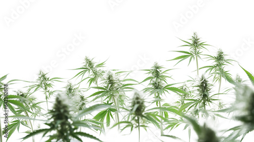Marijuana plant and Cannabis buds and twigs on transparent background  isolated  png