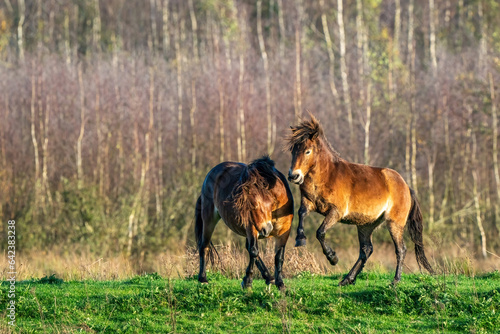 Obraz na płótnie Two fighting wild brown Exmoor ponies, against a forest and reed background. Biting, rearing and hitting. autumn colors in winter. The Netherlands. Selective focus,fight, two animals. w salonie