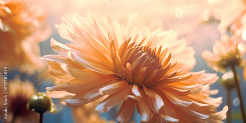 Dreamlike Chrysanthemums. A close-up of chrysanthemum flowers in white, yellow, and beige, with a dreamlike and elegant quality.
