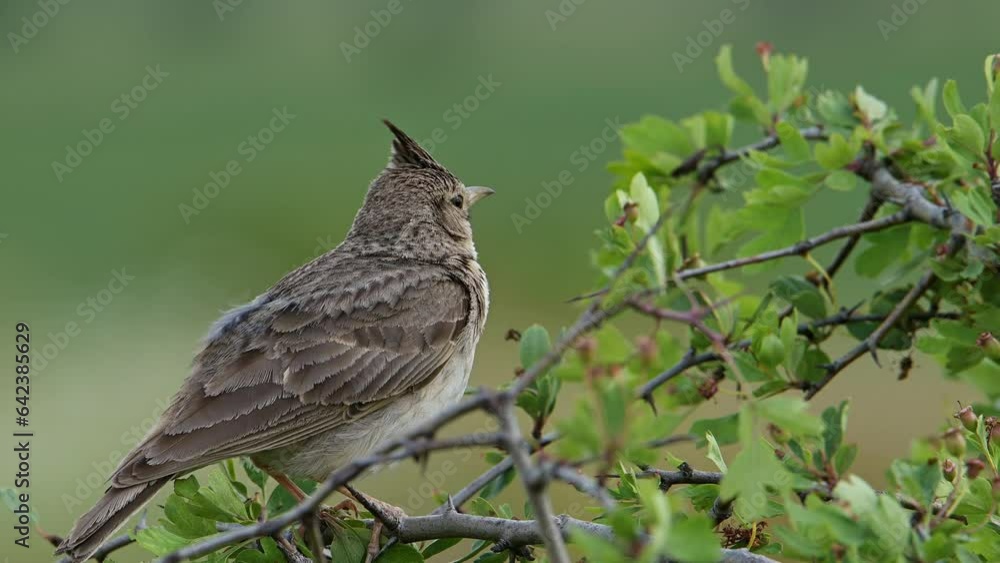 Bird Crested lark perched on a bush against green background. Close-up (Galerida cristata). Bird Crested lark perched on a bush against green background. Close-up (Galerida cristata).