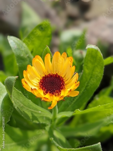 Yellow zinnia flower in the garden.