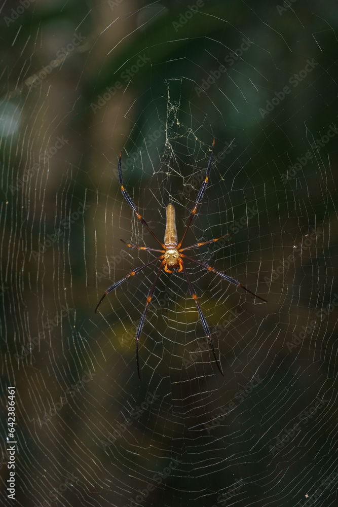 Obraz premium Golden Orb Spider macro shot
