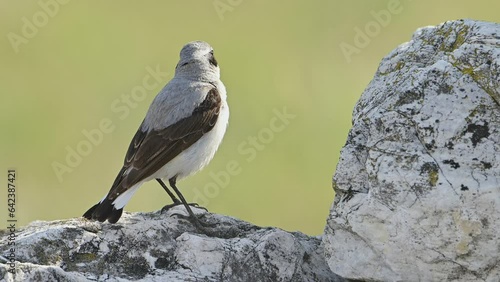 Bird Northern wheatear or Wheatear perched on a rock (Oenanthe oenanthe).