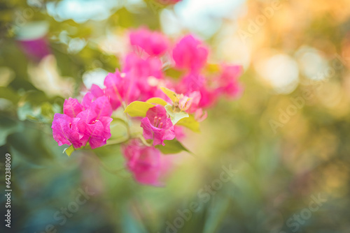 Beautiful bougainvillea flowers. Pink magenta floral background. Tropical Mediterranean garden closeup blooming petals, romantic love summer nature plants. Cozy idyllic blossoms wallpaper sunset light