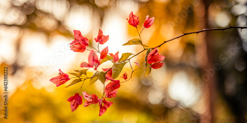 Beautiful bougainvillea flowers. Pink magenta floral background. Tropical Mediterranean garden closeup blooming petals, romantic love summer nature plants. Cozy idyllic blossoms wallpaper sunset light