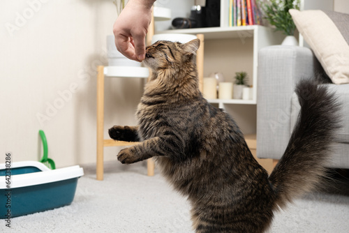 The owner of the pet feeds the domestic cat with a snack from his hand