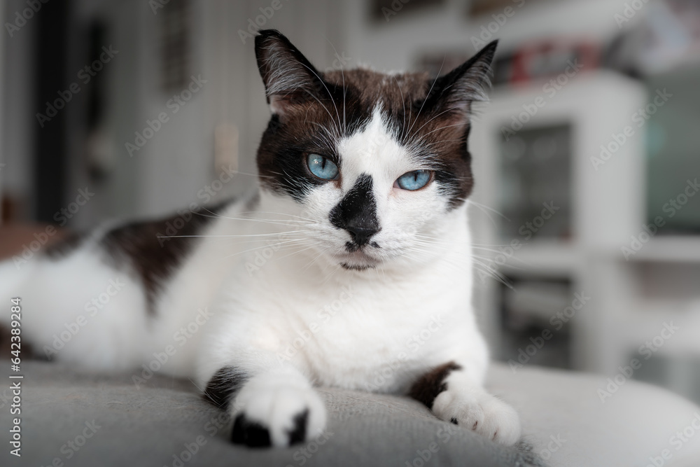 close up. black and white cat with blue eyes lying on a sofa