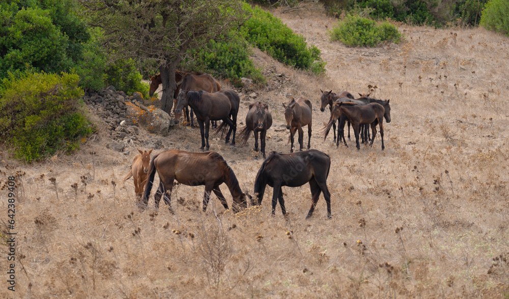 horse of the Sardinian Anglo-Arab breed grazing in the Medio Campidano area, central Sardinia horse of the Sardinian Anglo-Arab breed grazing in the Medio Campidano area, central Sardinia