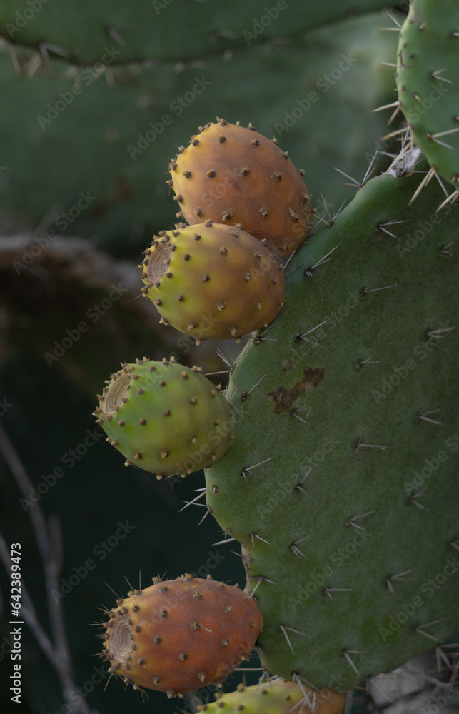 ripe prickly pears (fichi d’india)ready to be picked ripe prickly pears (fichi d’india)ready to be picked