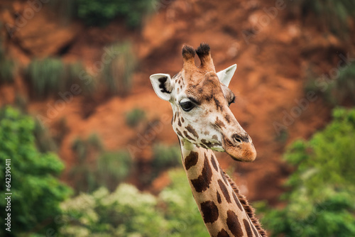 Wild giraffe with long neck in national park