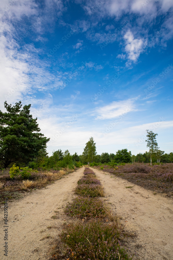 Sandweg in der Göbelner Heide- Oberlausitz 7