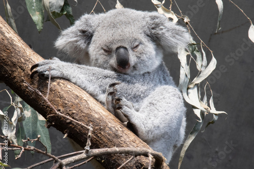 Fototapeta Naklejka Na Ścianę i Meble -  koala on tree