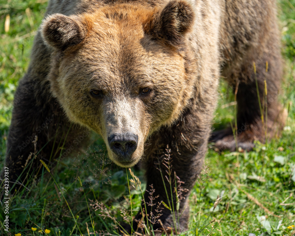 brown bear cub