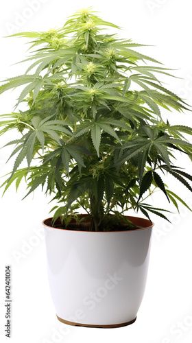 Cannabis plant in a flower pot on transparent background  isolated  png