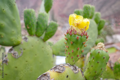Cusco  Peru - Dec 3  2022  Prickly Pear Cactus or Opuntia field