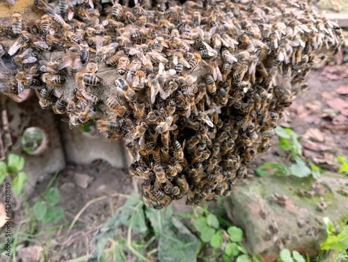 A large swarm of honey bees sits on the landing board of the hive. Many bees got lost in a heap.