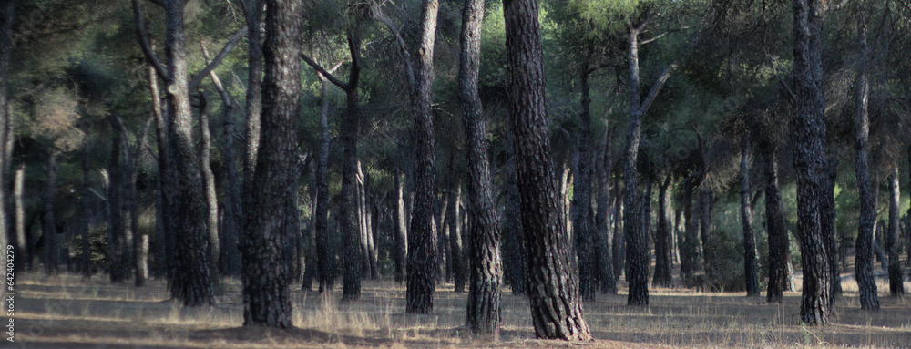 Tree trunks natural panorama forest. Natural wooden spanish forestscape Tree trunks natural panorama forest. Natural wooden spanish forestscape