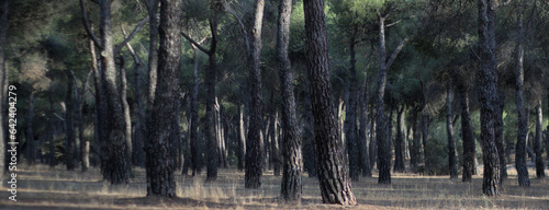 Tree trunks natural panorama forest. Natural wooden spanish forestscape photo