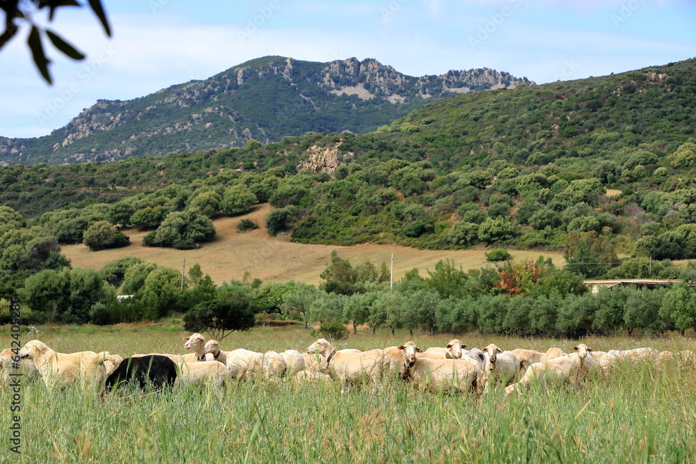 Fototapeta premium Herd of Sheep on the green grass near the Sea Coast. Sardinia, Italy