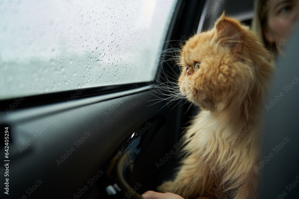 Pet with owner in the car on the seat. Traveling with an animal.