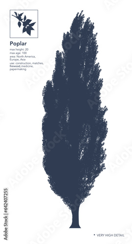 Poplar silhouette. Poplar tree on white. Very high detail. Infographic. Vector illustration