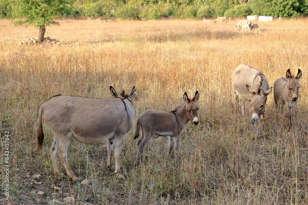herd of donkeys with offspring in sardinia