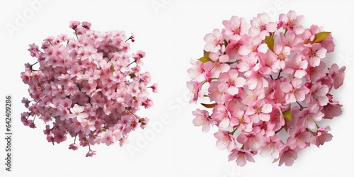 A top view of a cherry blossom. Isolated white background. AI Generated.