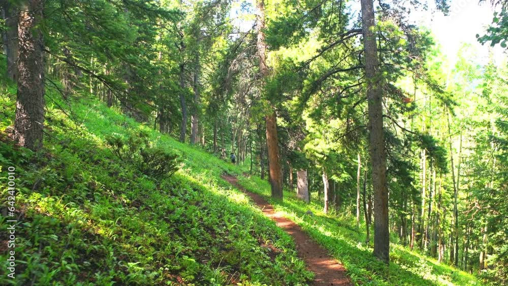 Royal Elk hiking trail path to Beaver Creek lake, Colorado walking pov point of view at Vail resorts in summer forest with woman hiker at woods meadow Royal Elk hiking trail path to Beaver Creek lake, Colorado walking pov point of view at Vail resorts in summer forest with woman hiker at woods meadow