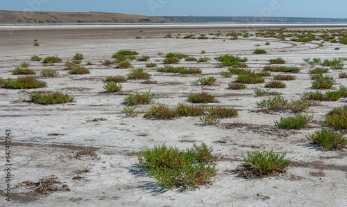 Сommon glasswort, glasswort (Salicornia europaea), Salt tolerant plants on cracked earth at the bottom of a dried salty estuary photo