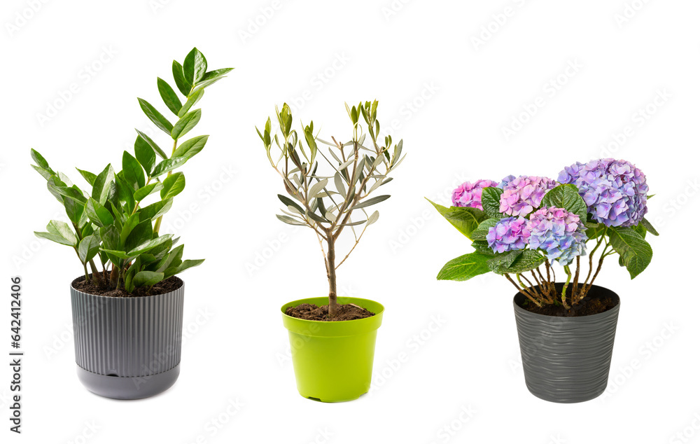 Zamioculcas flowers, olive and hydrangea isolated on white background. Home plants. Flowers for the home. Collage