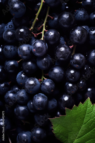 Large fruits of ripe shiny black grapes