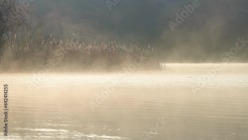 Foggy lake at beautiful morning rising light on bulrush and passing birds. Landscape of misty lake at sunrise.