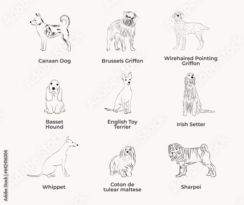 Dog Line Drawing, line art, one color, black and white, vector isolated illustration in black color on white background. Canaan dog, Basenji, Basset Hound, English Toy Terrier, Сoton de tulear maltese