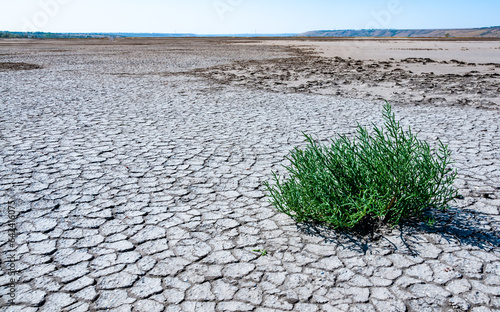 Сommon glasswort, glasswort (Salicornia europaea), Salt tolerant plants on cracked earth at the bottom of a dried salty estuary photo