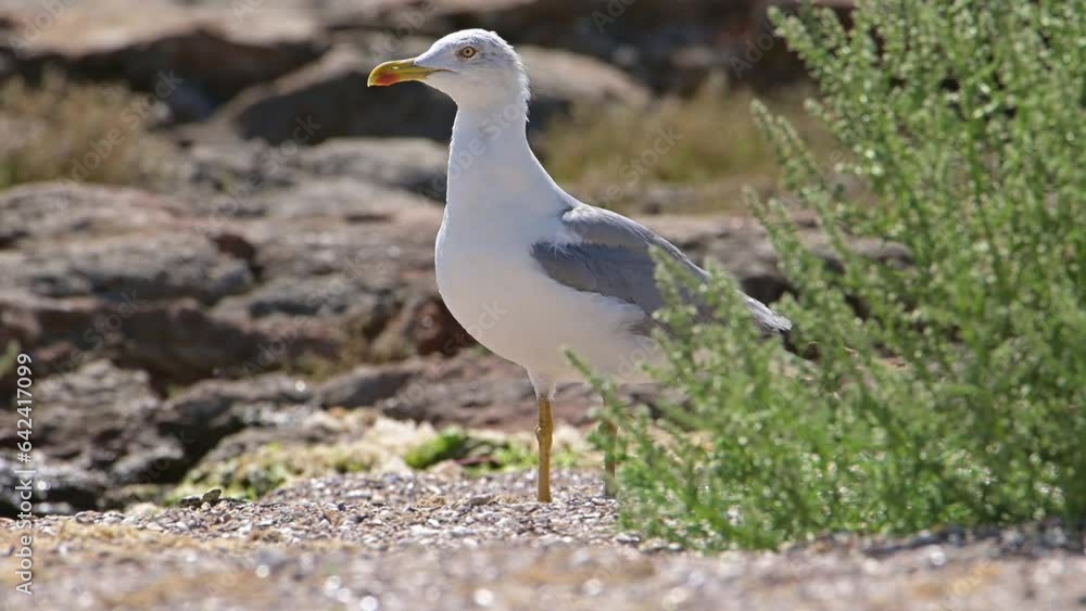 Funny bird European herring gull walking funny after seeing snake near sea shore in a windy day (Larus argentatus). Funny bird European herring gull walking funny after seeing snake near sea shore in a windy day (Larus argentatus).