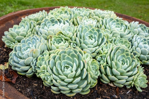 succulent plants in an old bowl