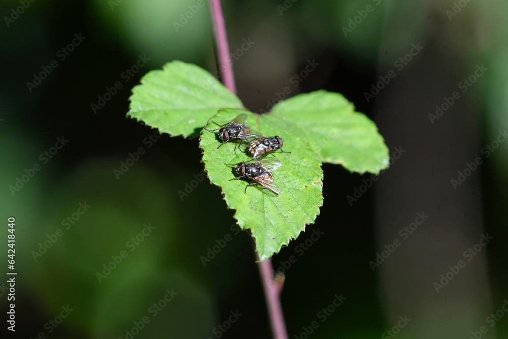 closeup of three flies perched on a blackberry leaf closeup of three flies perched on a blackberry leaf