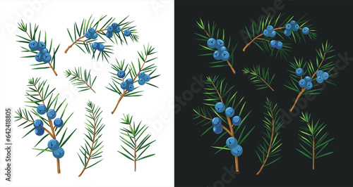 Juniper illustrations. Set of vector objects isolated on white background. Floral elements for design. Herbal plants.