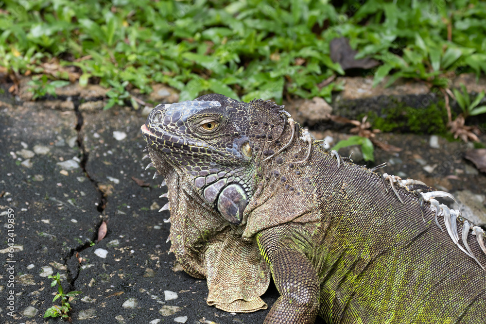 Close up colorful Green Iguana on the ground Close up colorful Green Iguana on the ground