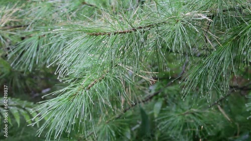 Video of autumn rain on the background of green cedar needles in the forest. Natural background of coniferous tree branches in raindrops. Weather deterioration forecast concept  photo
