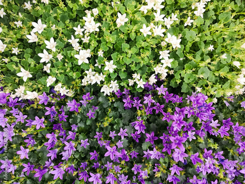 Dalmatian, Adria bellflower, Campanula portenschlagiana. purple white flower texture background. potted plants