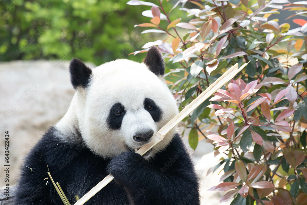 Close up Happy Panda in Chengdu Panda Base, china Close up Happy Panda in Chengdu Panda Base, china