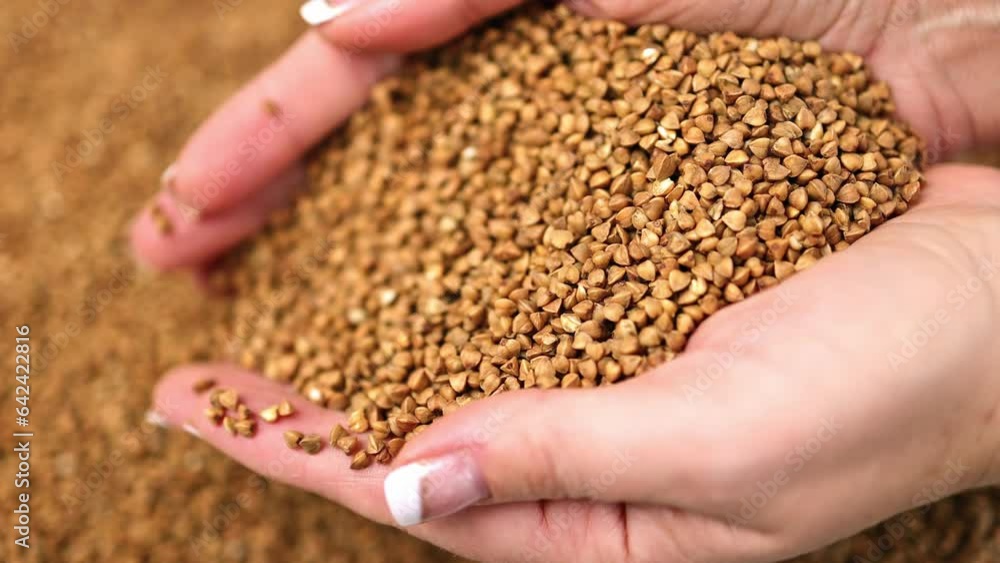 Harvest of buckwheat in female hands. Agriculture. Harvest of buckwheat in female hands. Agriculture.