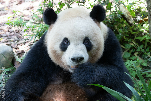 Close up fluffy Panda   Ao Liao aka Oreo   Panda Valley  China
