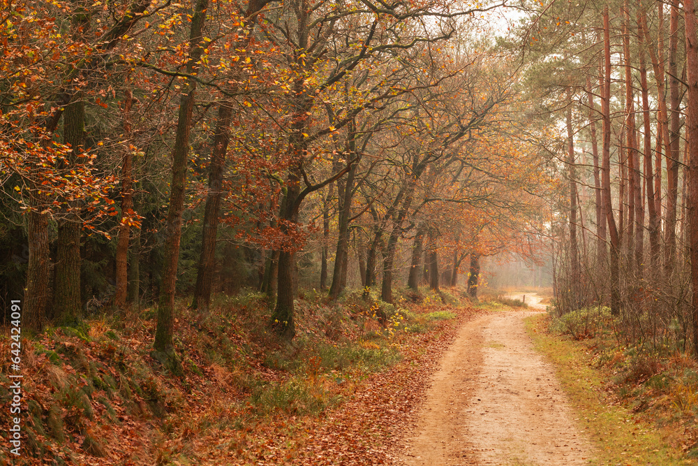 Sandy path through the autumn forest.